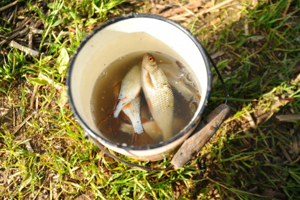 Убийственная еда: Опасных паразитов нашли в рыбе из рек в окрестностях Хабаровска