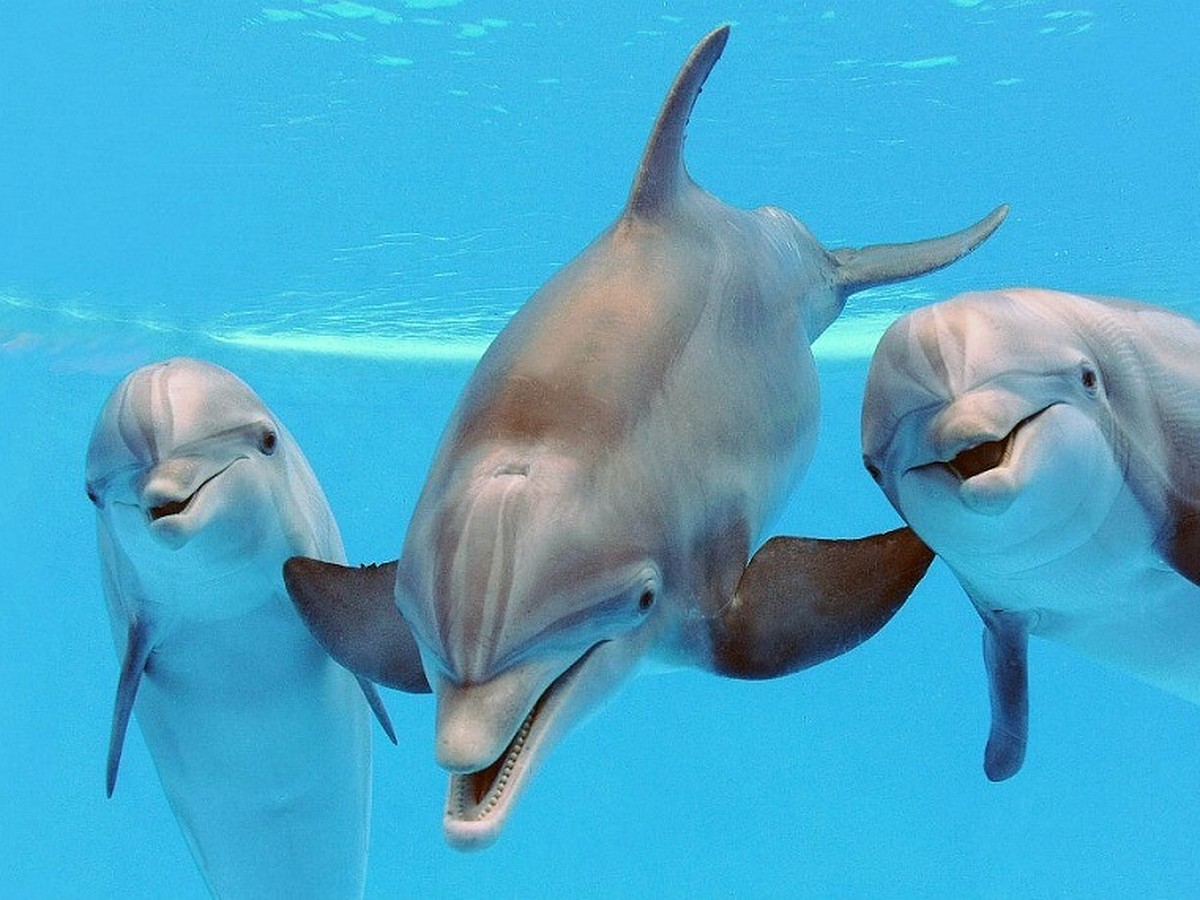 Азиялық әйелдермен жыныстық қатынас туралы фильмдерді қараңыз