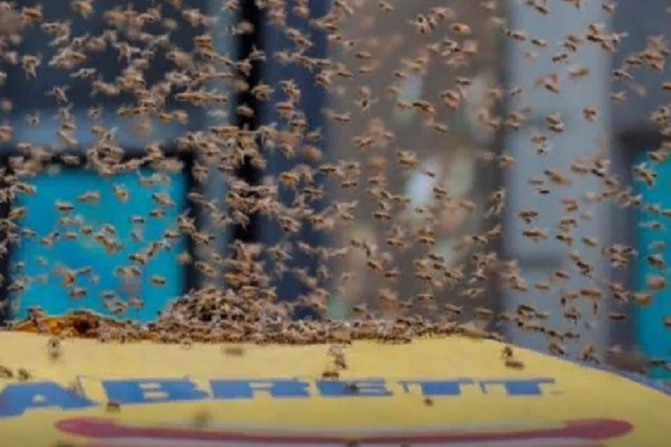 Пчелы облепили палатку с хот-догами в Нью-Йорке. ФОТО: стоп-кадр с видео