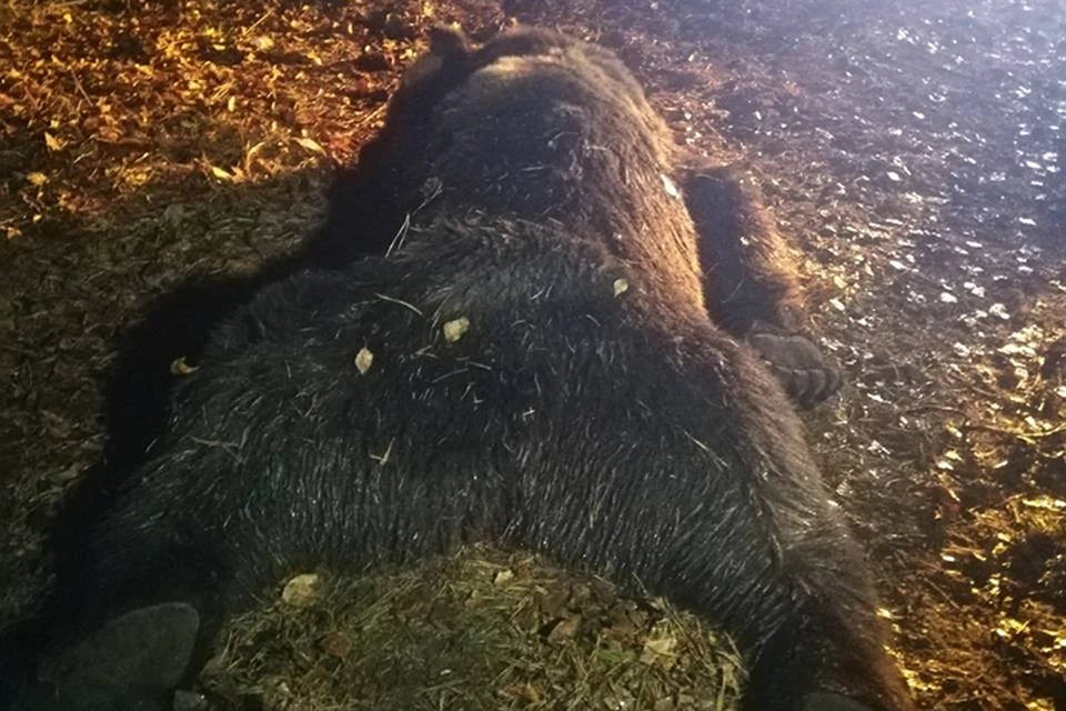 Медведь, задравший пять собак в Маркова под Иркутском, застрелен спецназом полиции