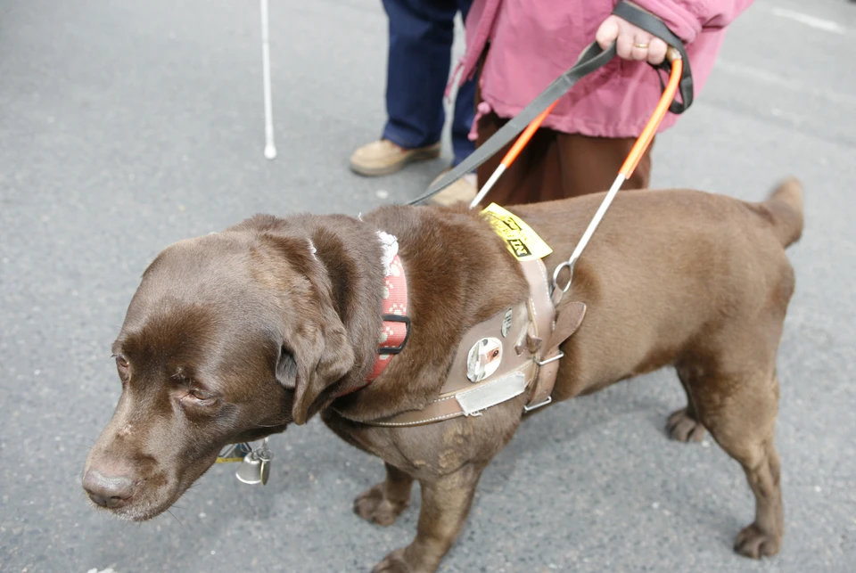 Единственная в России школа подготовки собак-проводников Всероссийского общества слепых находится в подмосковной Балашихе, Фонд социального страхования сотрудничает с ней более 10 лет.