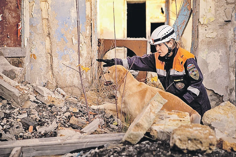 При поиске под завалами собака чует живых людей лучше техники и лает всегда в районе головы пострадавшего. Фото: ruor50.org