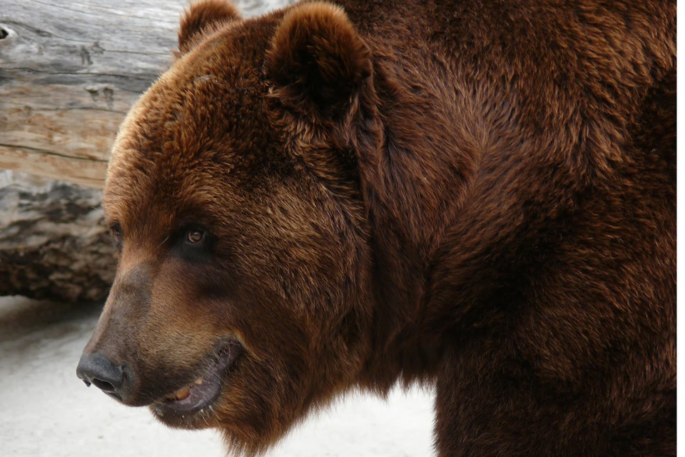 Медведь поселился неподалеку от Снежинска. Фото: Алексей СТЕФАНОВ.