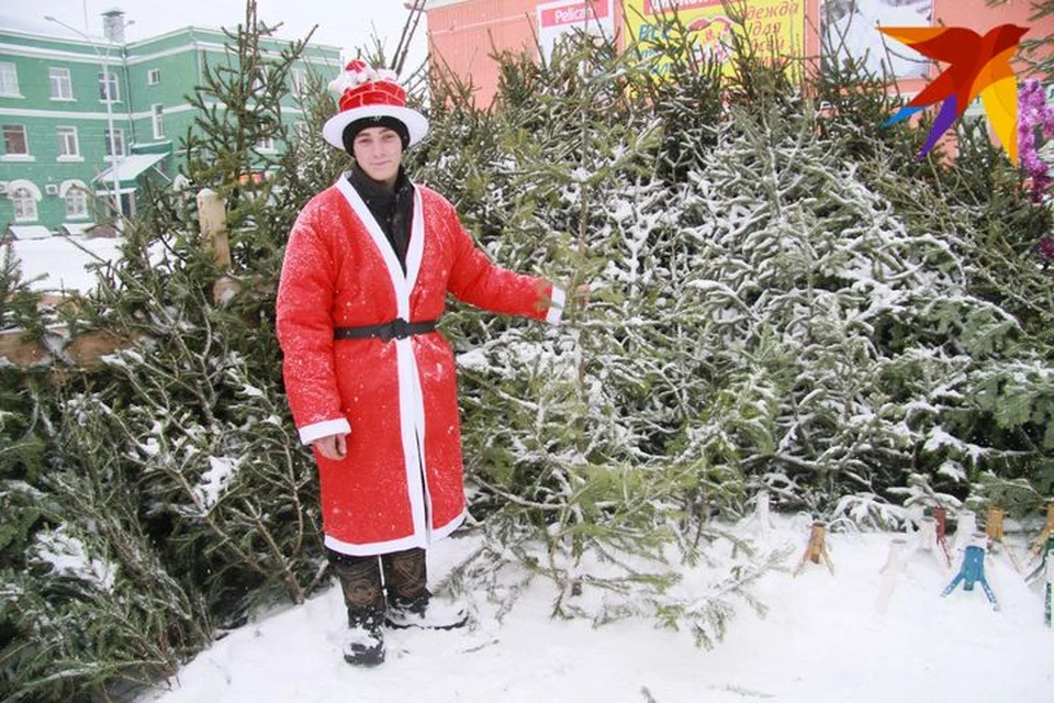 Массовая продажа елок начнется в Барнауле за две недели до Нового года – 15 декабря.