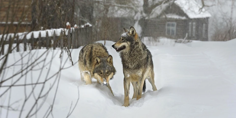 В Коми за три года численность волков увеличилась почти в три раза. Фото: www.vistanews.ru