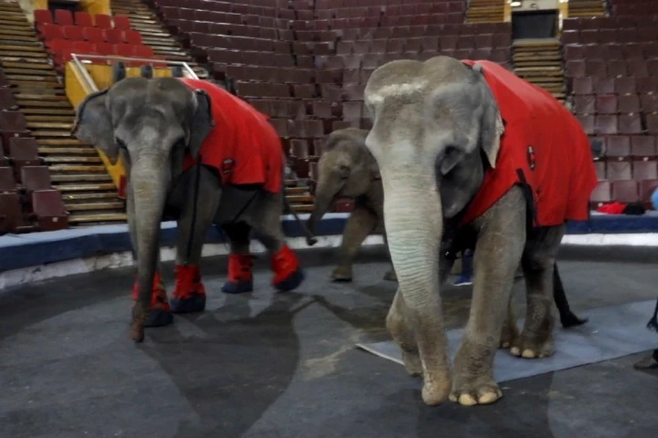 На репетиции слоны выходят в попонах и специальных "валенках".