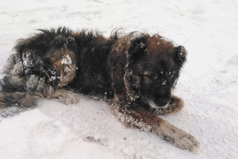 В Новокузнецке живодеры выстрелили собаке в голову дробью. Фото: НГО ОЗБЖ «Кот и Пес»
