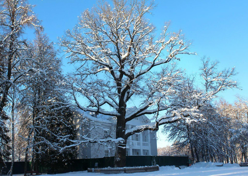 «Российским деревом года» назван большущий старый дуб, растущий на территории Музея-заповедника «Абрамцево». Фото предоставлено пресс-службой правительства Московской области.