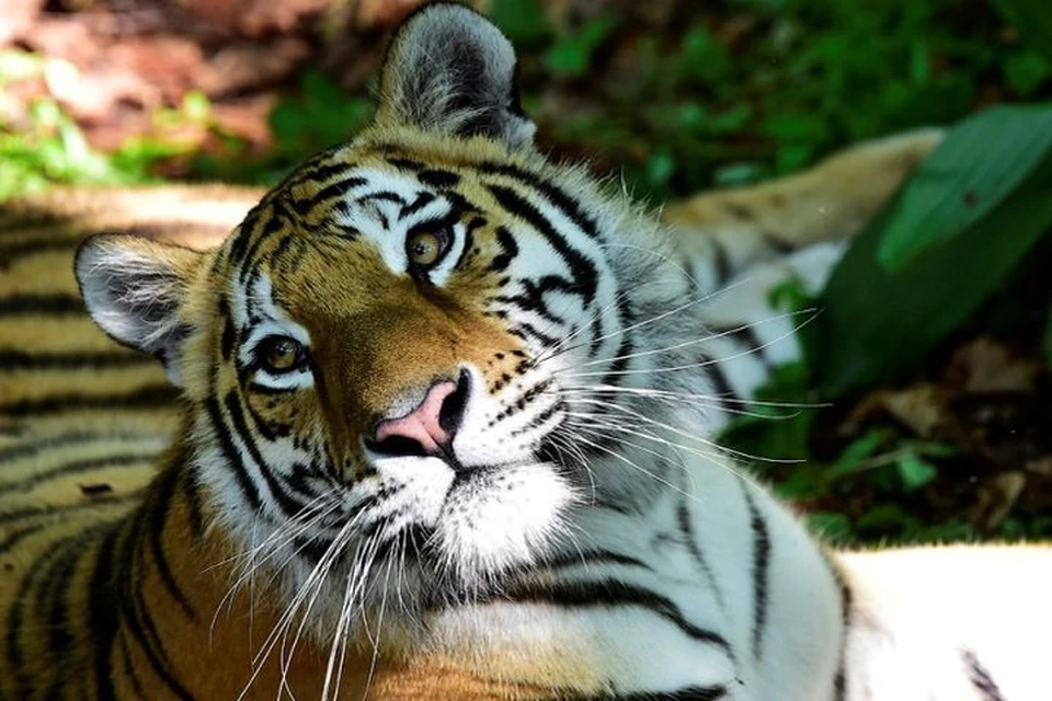 Амур стал самым знаменитым тигром России после истории с козлом Тимуром. Фото: Юрий Смитюк/ТАСС