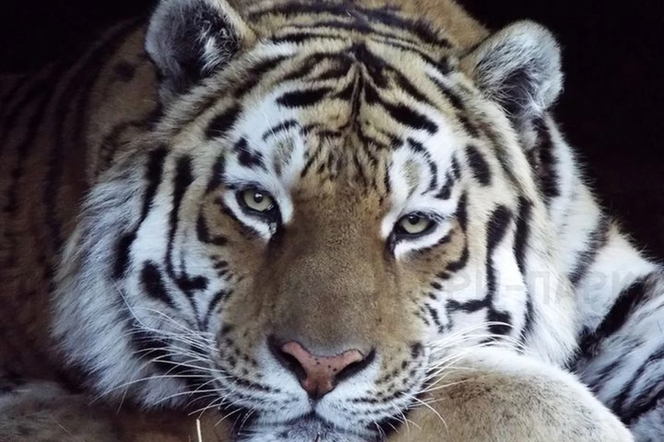 Тигр Амур не подозревает, какие страсти бушуют вокруг него. Фото: safaripark25.ru