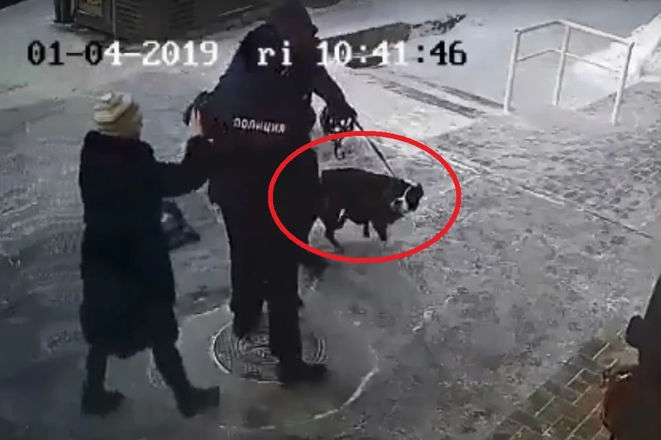 На записи с камер наблюдения видно, как хозяйка пса первая бьет участкового.