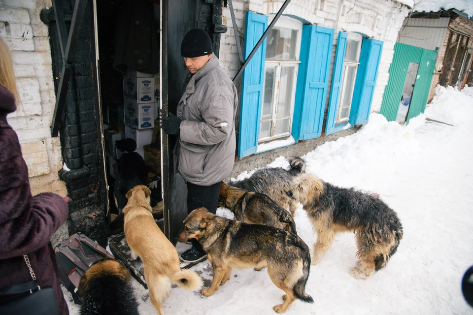 Четыре собаки живут в квартире у Владимира, остальные во дворе