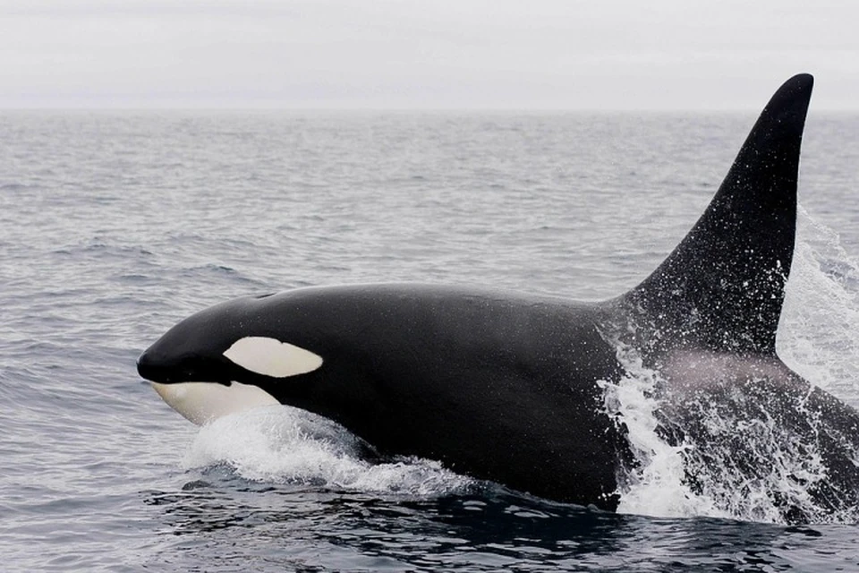 Зоозашитники просят выпустить косаток и белух из "китовой тюрьмы"