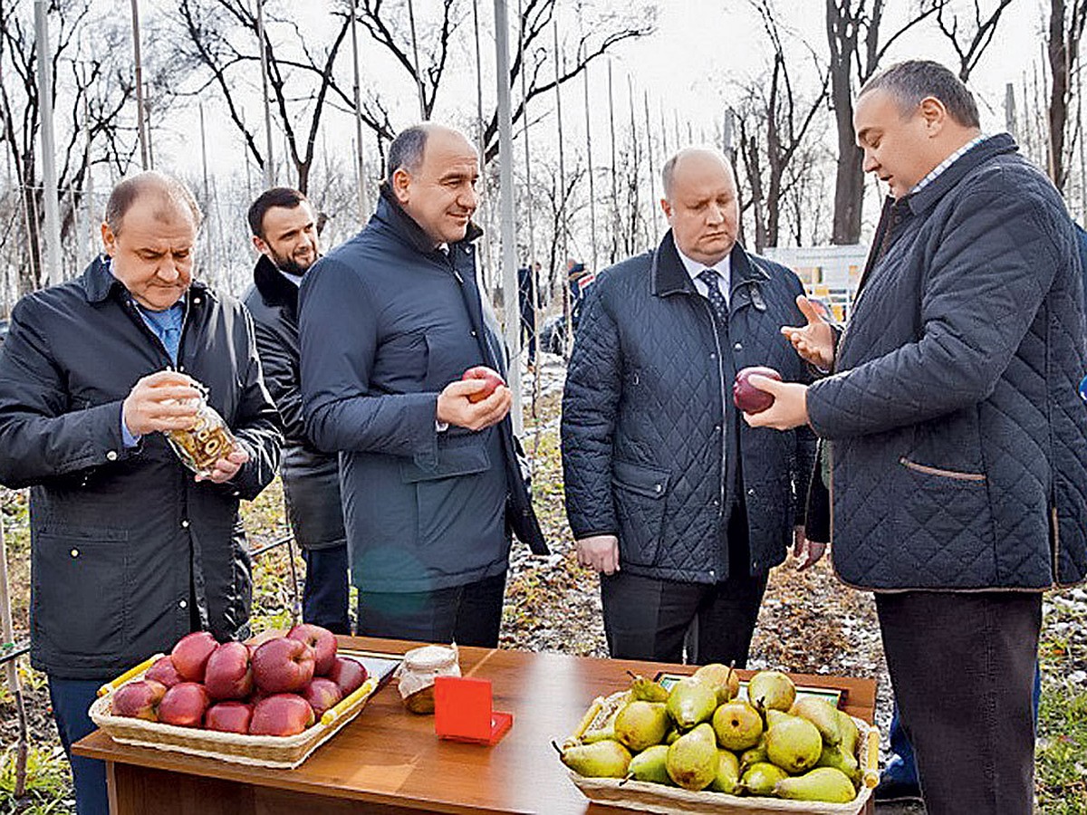 Карачаево-Черкесия — столица груши в России - KP.RU