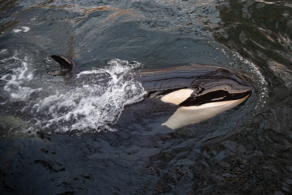 Эксперты говорят, что пока состояние пленников "китовой тюрьмы" еще можно назвать удовлетворительным. фото - Александр Сафронов.
