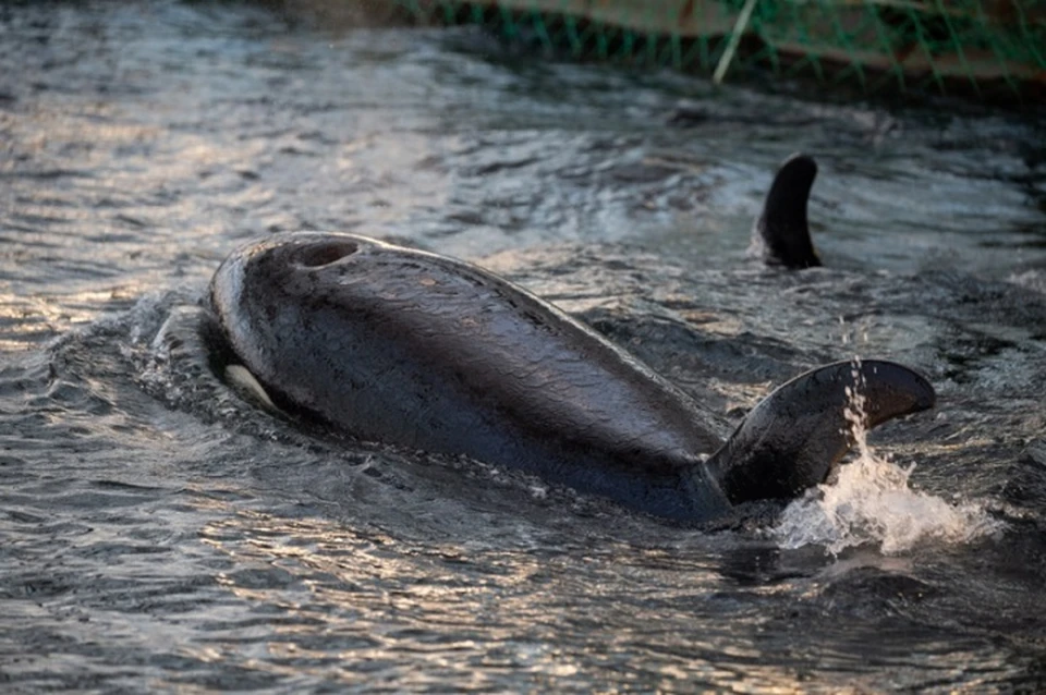 Еще одна косатка пропала из так называемой «Китовой тюрьмы» в бухте Средняя.