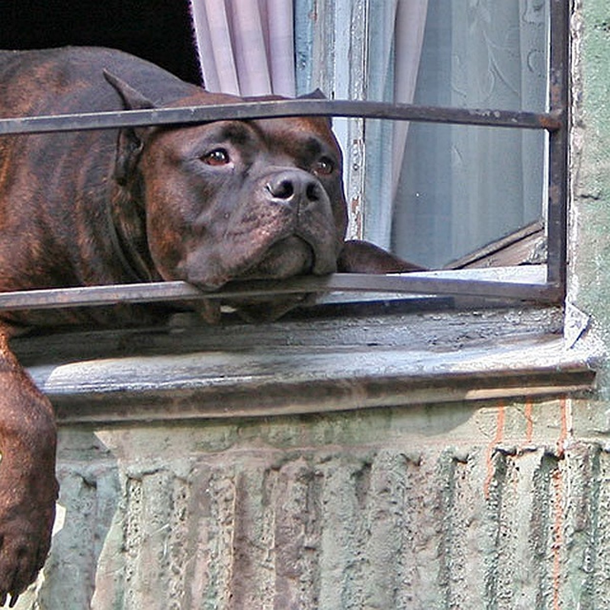 Полный список собак, которых МВД запретит для выгула без намордника