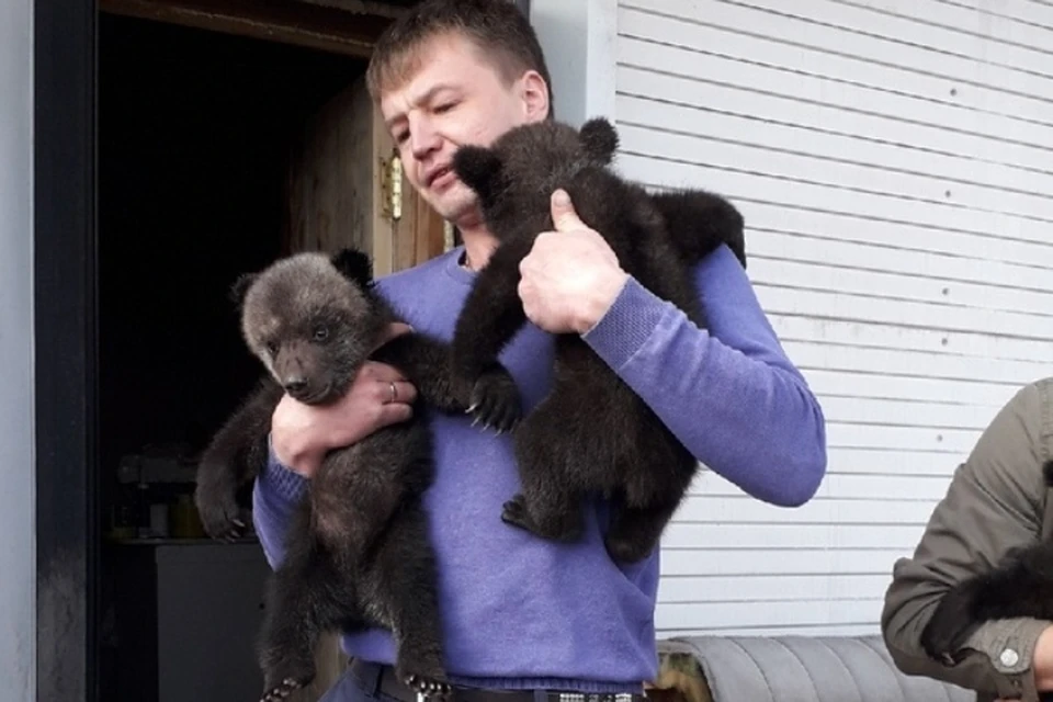 Два из трех осиротевших медвежат. ФОТО: Дмитрий Сибирцев.