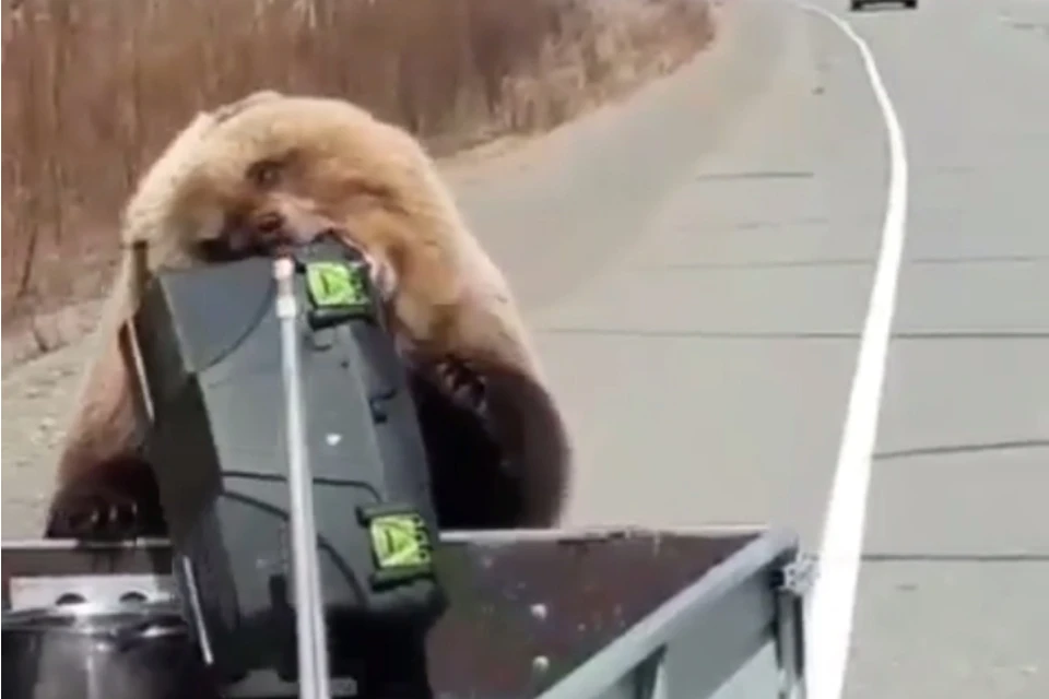 Наглый медведь на Камчатке обворовал машину охотников