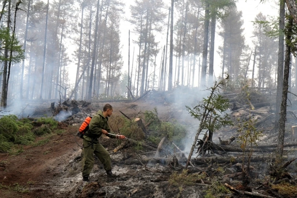 Огонь в Челябинской области не щадит роскошные хвойные леса.