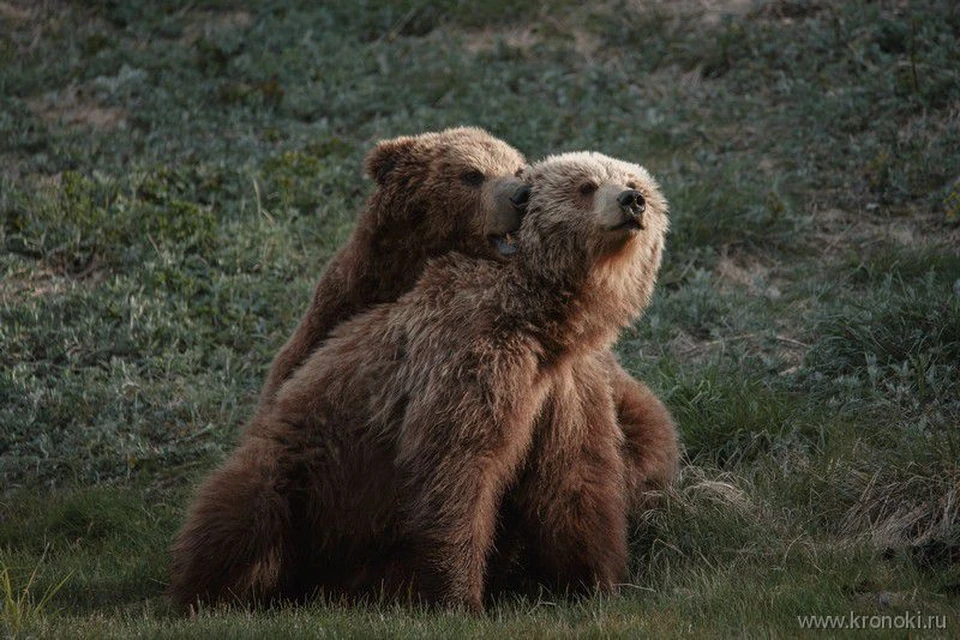 Брачные игры бурых медведей перекрыли доступ туристам в Долину гейзеров на Камчатке. Фото - ФГБУ "Кроноцкий заповедник"