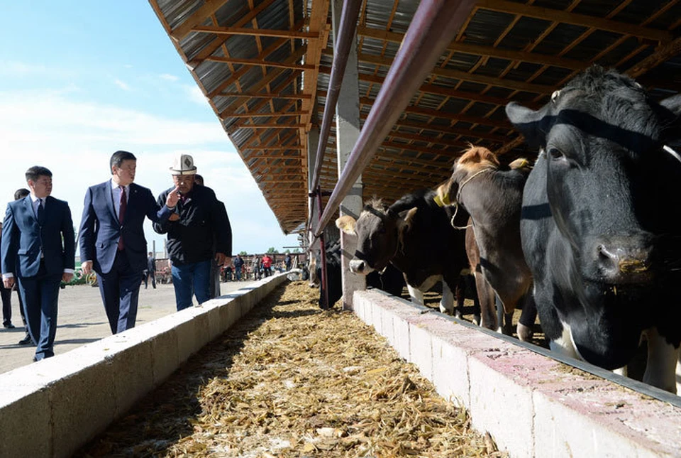 Президенту рассказали, как на Иссык-Куле повышают качество молока.