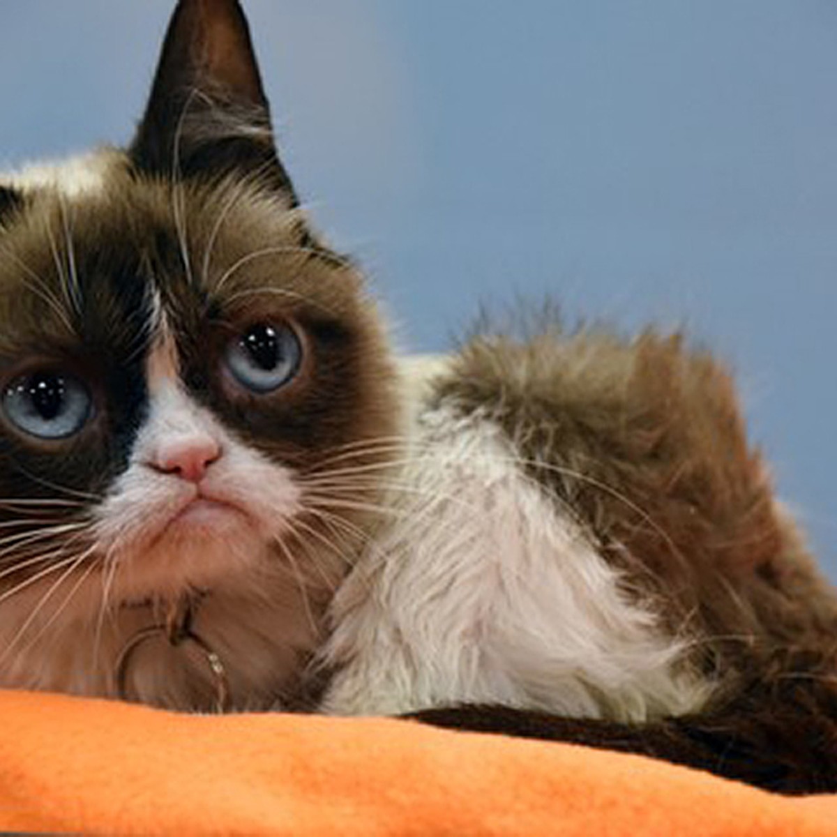 В США умерла легендарная сердитая кошка Grumpy Cat - KP.RU