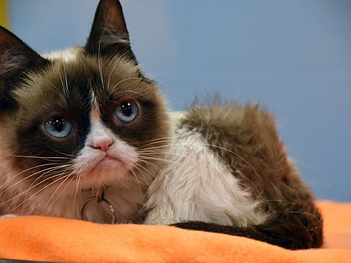 В США умерла легендарная сердитая кошка Grumpy Cat - KP.RU