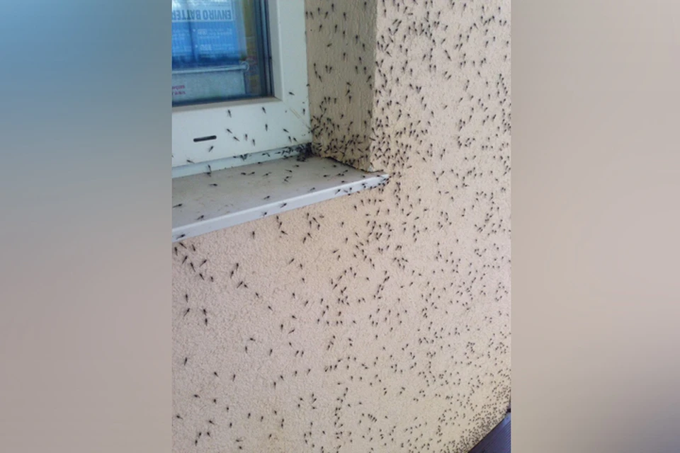 Комары атаковали дамбу в Нижегородской области