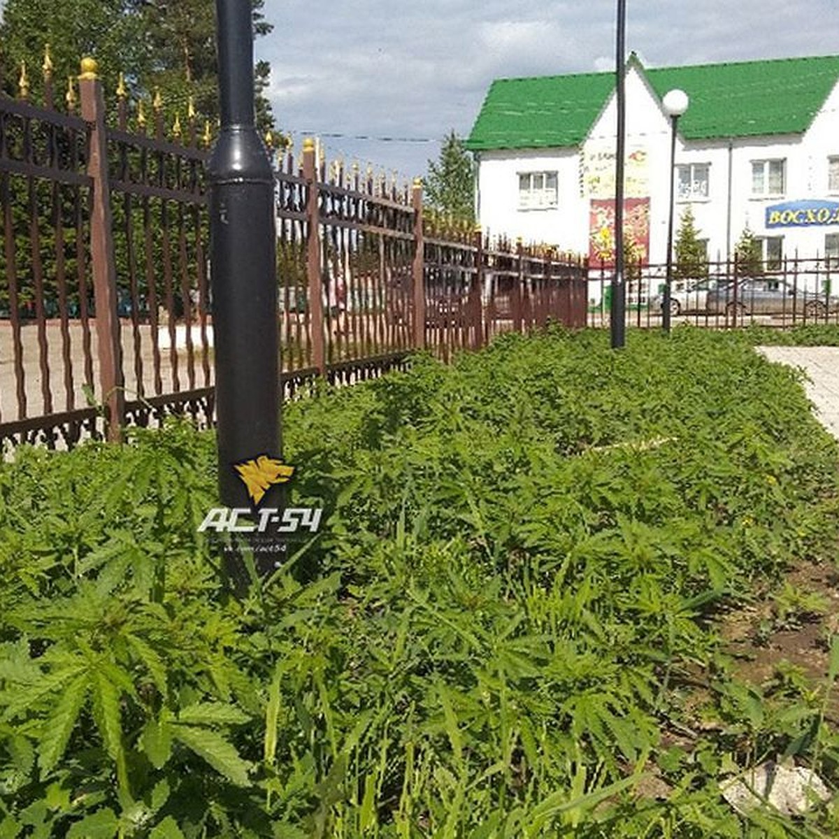 Где растет конопля в новосибирске марихуана засыхает