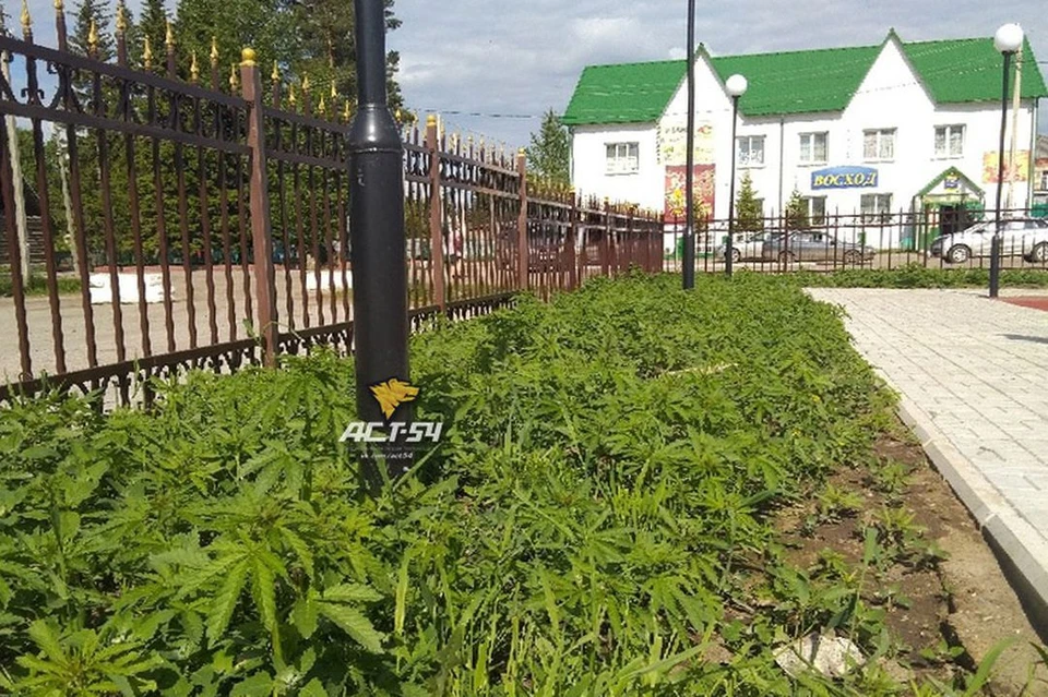 Новосибирск где растет конопля даркнет гидра как зайти