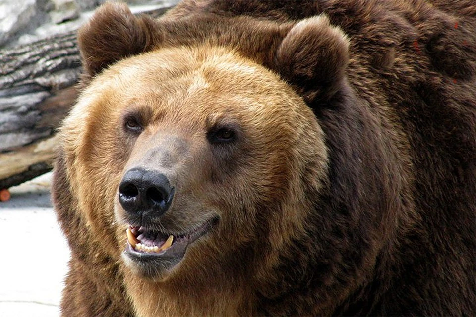 В Туве мужчина, пытаясь спастись от зубов бурого медведя, в отчаянии откусил язык у хищника и тем самым спас свою жизнь