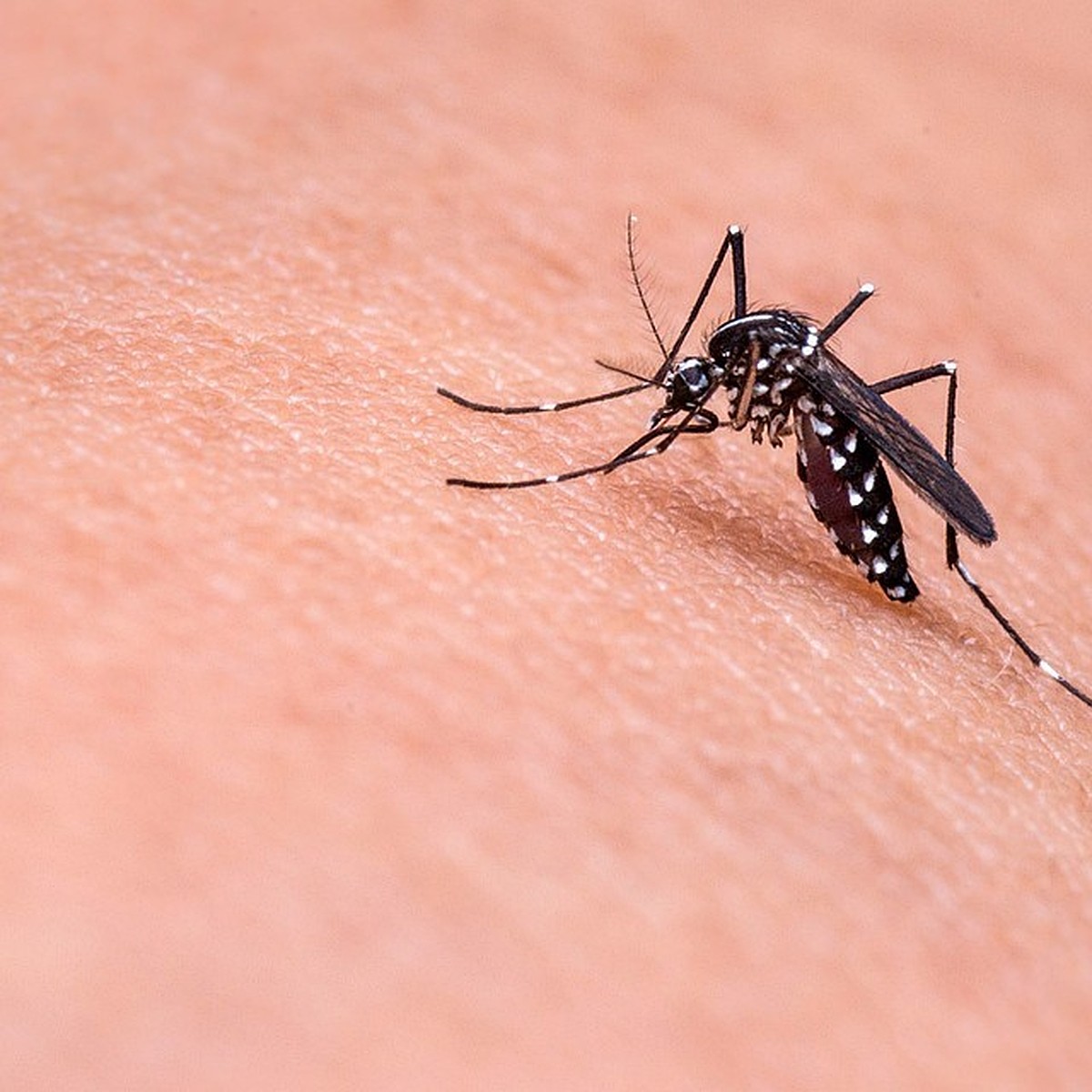 Комары в Краснодаре расплодились из-за жары и теплой зимы - KP.RU