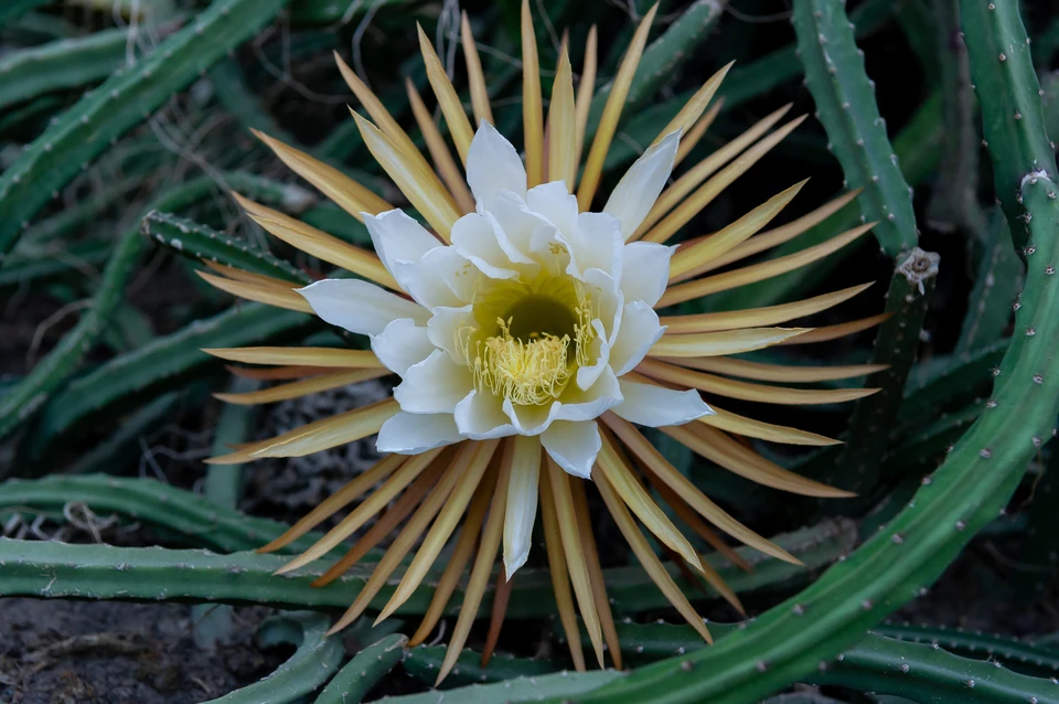 "Царица ночи" в петербургском Ботаническом саду в 2019 году распускает рекордное количество бутонов