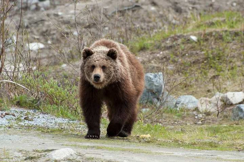 Эксперты считают, что медведя убили. Фото: Артур Федоров
