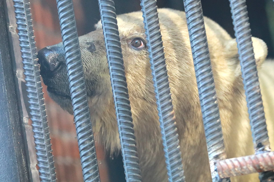 Объявившегося в Норильске медвежонка доставили в красноярский парк флоры и фауны «Роев ручей».