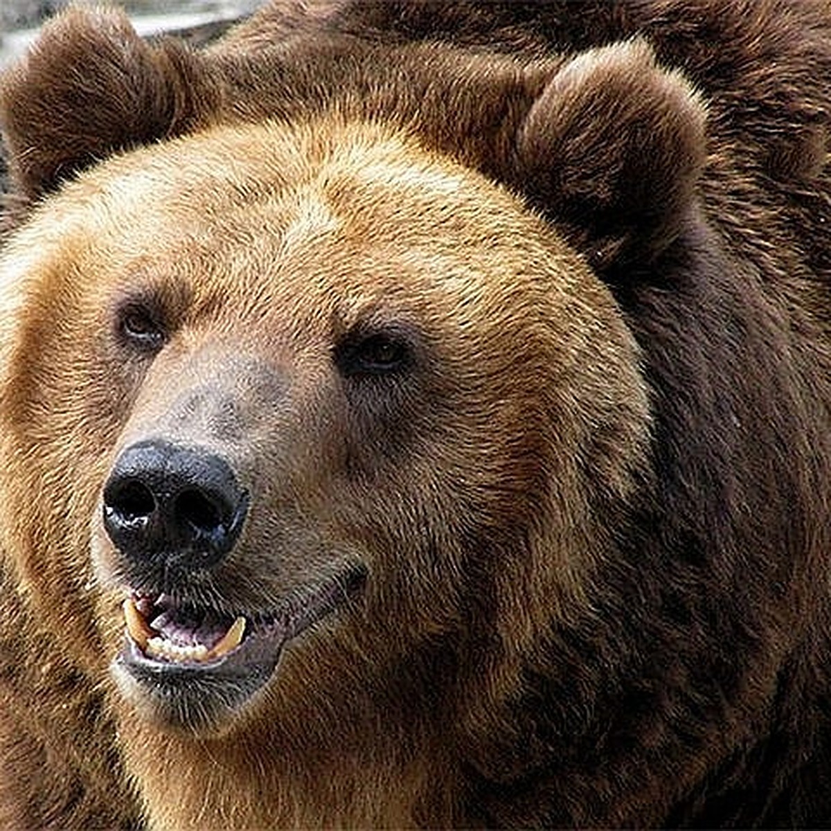 язык медведя фото