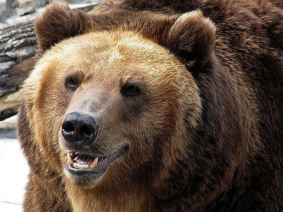 К чему снится много медведей. Медведь. Бурый медведь. Морда медведя. Лицо медведя.