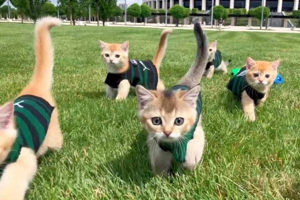 Буквально месяц назад котята вышли на свою первую прогулку, а теперь - у них тренировка. Фото: кадр из видео.