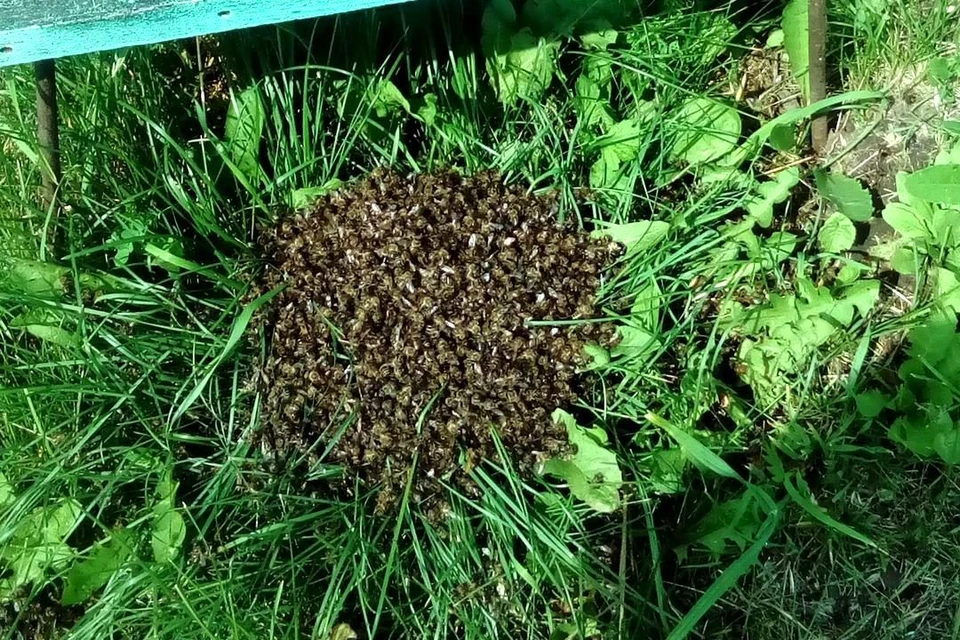 У многих черепановских фермеров вымерли почти все пчелосемьи. Фото: личный архив.