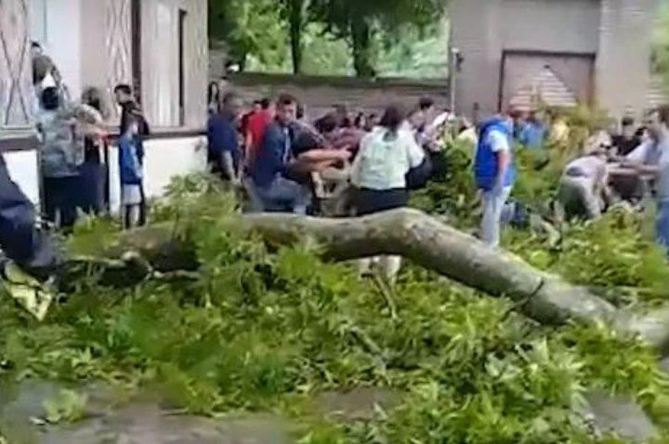 Ветка полувекового дерева в Азербайджане упала на 19 человек