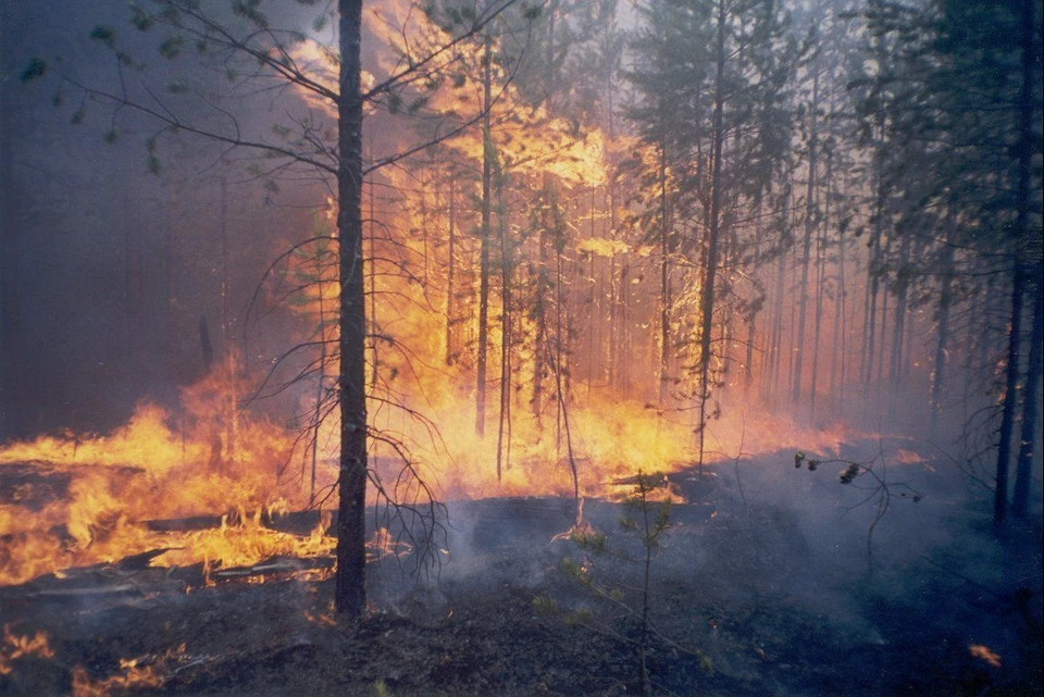Сибирь горит. Площадь лесных пожаров в Красноярском крае увеличилась до 927 тысяч гектаров. Фото: Лесопожарный центр.