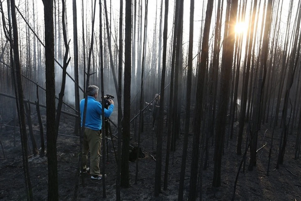 Только мертвые деревья и пепел: побывавшие на месте лесного пожара в Красноярском крае показали последствия огня. Фото: Алексей Борисевич