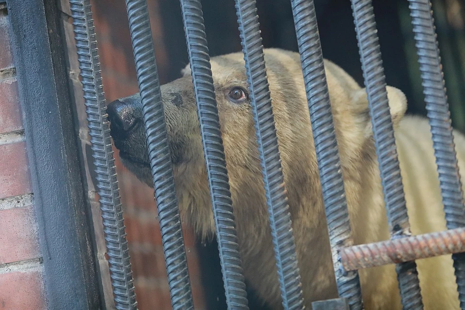 Спасенная в Норильске белая медведица освоилась в красноярском зоопарке
