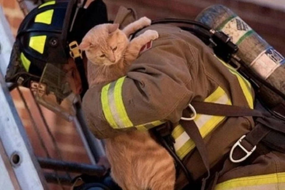 В соцсетях обсуждают спасение бездомного котенка. Фото: pitomzy.com