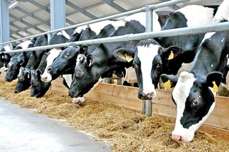 ТОО «Сыр маржаны» Казалинского района недавно отправило в Иран 56 бычков.