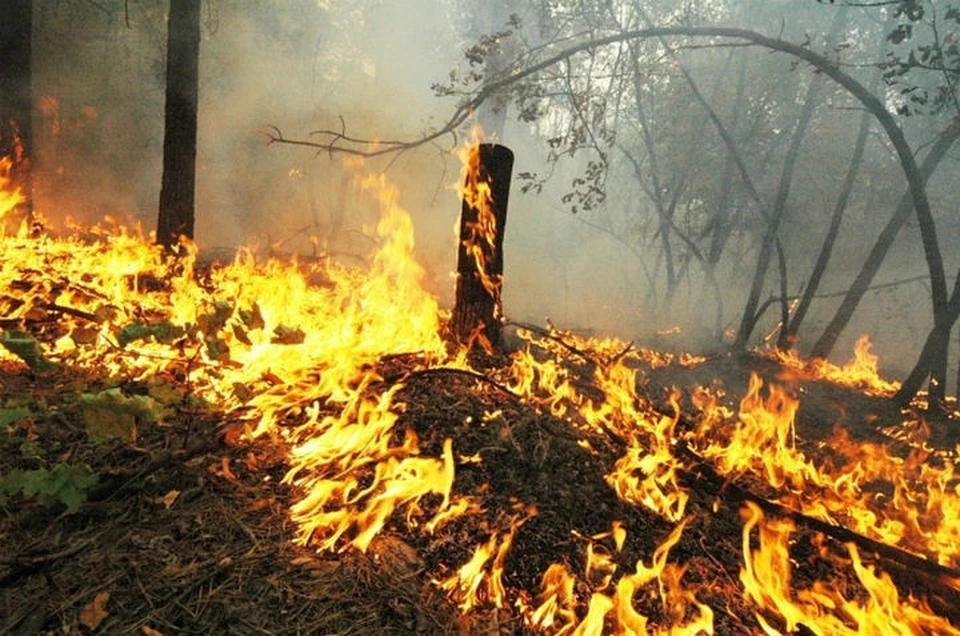 Кинул окурок – спалил 8 гектаров берез: сибиряка осудили за случайный поджог леса в Иркутской области