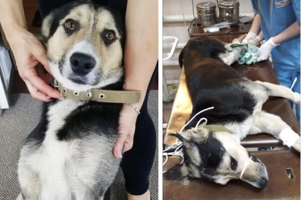 За полгода пес успел попасть под машину, пережить две операции и трижды сбежать к дому, где когда-то жил.