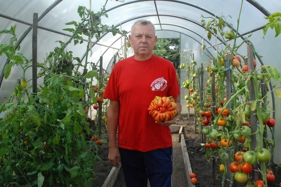 День минусинского помидора – 2019: победителем стал томат весом 1 986 граммов. Фото: пресс-служба Минусинска