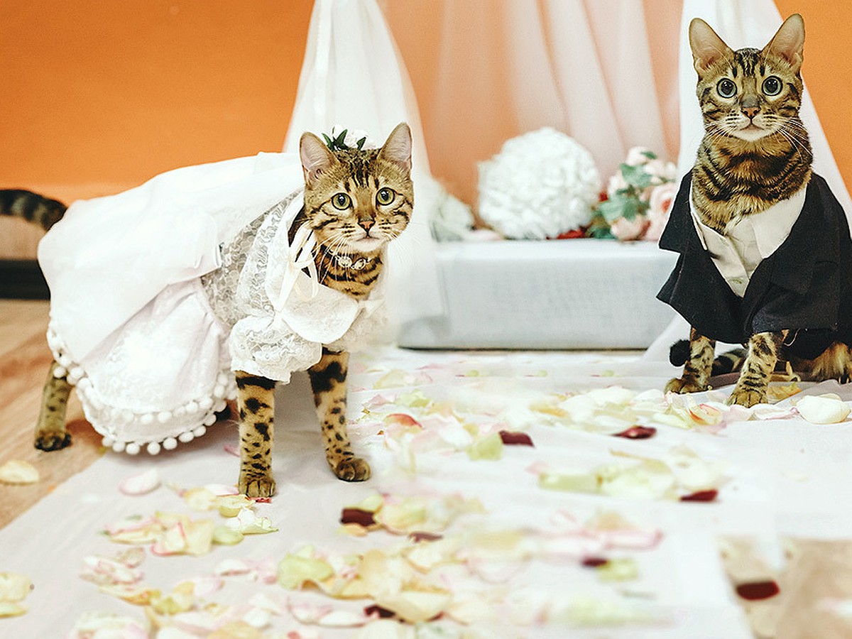 Кошки выходят замуж. Свадебные коты. Котики в свадебных нарядах. Кошечка в свадебном наряде. Свадебный костюм для кошки.